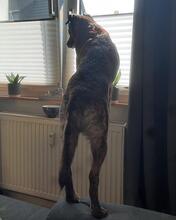BUDDY, Hund, Mischlingshund in Essen - Bild 23