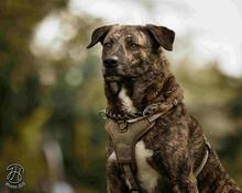 BUDDYROCHER, Hund, Mischlingshund in Essen - Bild 3