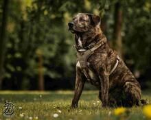 BUDDY, Hund, Mischlingshund in Essen - Bild 6