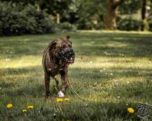 BUDDY, Hund, Mischlingshund in Essen - Bild 7