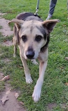 LOUIS, Hund, Mischlingshund in Hannover - Bild 2
