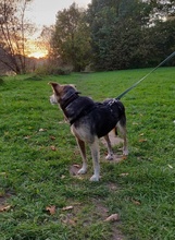 LOUIS, Hund, Mischlingshund in Hannover - Bild 9