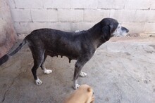 MARCY, Hund, Mischlingshund in Spanien - Bild 10