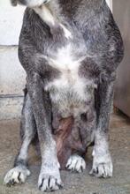 MARCY, Hund, Mischlingshund in Spanien - Bild 11
