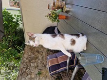 ZOE, Katze, Europäisch Kurzhaar in Riedenburg - Bild 12