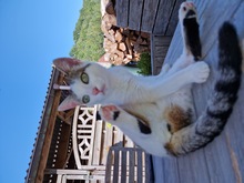 ZOE, Katze, Europäisch Kurzhaar in Riedenburg - Bild 15