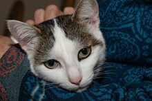 ZOE, Katze, Europäisch Kurzhaar in Riedenburg - Bild 5
