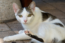 ZOE, Katze, Europäisch Kurzhaar in Riedenburg - Bild 6