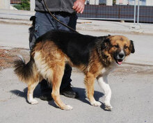 SUSANNA, Hund, Mischlingshund in Bulgarien - Bild 1
