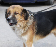 SUSANNA, Hund, Mischlingshund in Bulgarien - Bild 2