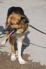 SUSANNA, Hund, Mischlingshund in Bulgarien - Bild 4