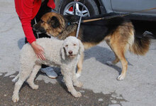 SUSANNA, Hund, Mischlingshund in Bulgarien - Bild 5