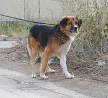 SUSANNA, Hund, Mischlingshund in Bulgarien - Bild 6