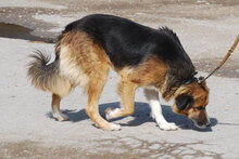 SUSANNA, Hund, Mischlingshund in Bulgarien - Bild 7