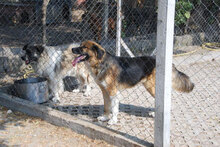 SUSANNA, Hund, Mischlingshund in Bulgarien - Bild 8