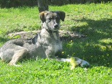 LORETTA, Hund, Mischlingshund in Weisweil - Bild 5