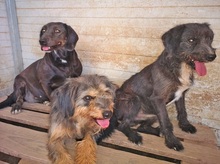 ULIJANA, Hund, Mischlingshund in Velbert - Bild 27