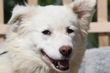 DORA, Hund, Herdenschutzhund in Mengkofen - Bild 1