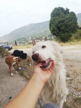 DORA, Hund, Herdenschutzhund in Mengkofen - Bild 11