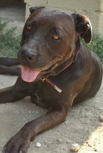 NANCY, Hund, Mischlingshund in Griechenland - Bild 10