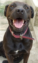 NANCY, Hund, Mischlingshund in Griechenland - Bild 11