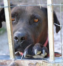 NANCY, Hund, Mischlingshund in Griechenland - Bild 3