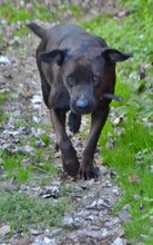 NANCY, Hund, Mischlingshund in Griechenland - Bild 4