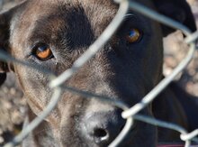 NANCY, Hund, Mischlingshund in Griechenland - Bild 8