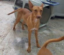 SARABI, Hund, Mischlingshund in Spanien - Bild 1