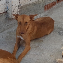 SARABI, Hund, Mischlingshund in Spanien - Bild 2