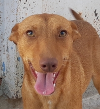 SARABI, Hund, Mischlingshund in Spanien - Bild 3
