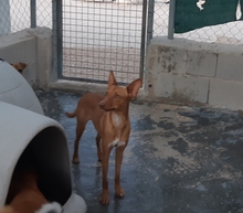 SARABI, Hund, Mischlingshund in Spanien - Bild 5