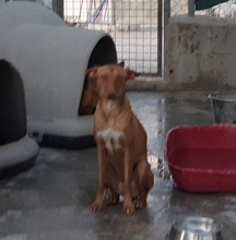 SARABI, Hund, Mischlingshund in Spanien - Bild 6