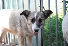 PAINU, Hund, Mischlingshund in Rumänien - Bild 1