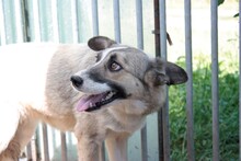 PAINU, Hund, Mischlingshund in Rumänien - Bild 2