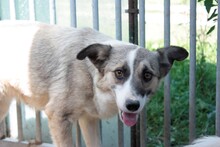PAINU, Hund, Mischlingshund in Rumänien - Bild 4