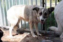 PAINU, Hund, Mischlingshund in Lohra-Reimershausen - Bild 3