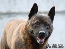 BENNY, Hund, Mischlingshund in Slowakische Republik - Bild 1
