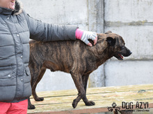 BENNY, Hund, Mischlingshund in Slowakische Republik - Bild 3