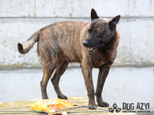 BENNY, Hund, Mischlingshund in Slowakische Republik - Bild 4