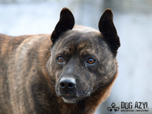 BENNY, Hund, Mischlingshund in Slowakische Republik - Bild 5