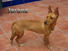 JARANA, Hund, Podenco Maneto in Giesen - Bild 10