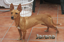JARANA, Hund, Podenco Maneto in Giesen - Bild 11