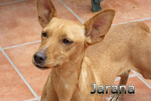 JARANA, Hund, Podenco Maneto in Giesen - Bild 12