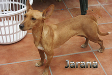 JARANA, Hund, Podenco Maneto in Giesen - Bild 13