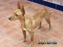 JARANA, Hund, Podenco Maneto in Giesen - Bild 14