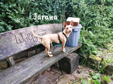 JARANA, Hund, Podenco Maneto in Giesen - Bild 2