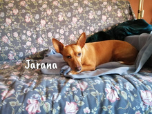 JARANA, Hund, Podenco Maneto in Giesen - Bild 4