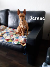 JARANA, Hund, Podenco Maneto in Giesen - Bild 6