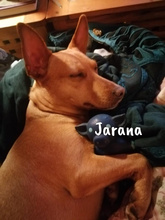 JARANA, Hund, Podenco Maneto in Giesen - Bild 7